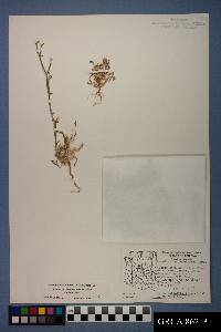 Chorizanthe brevicornu image